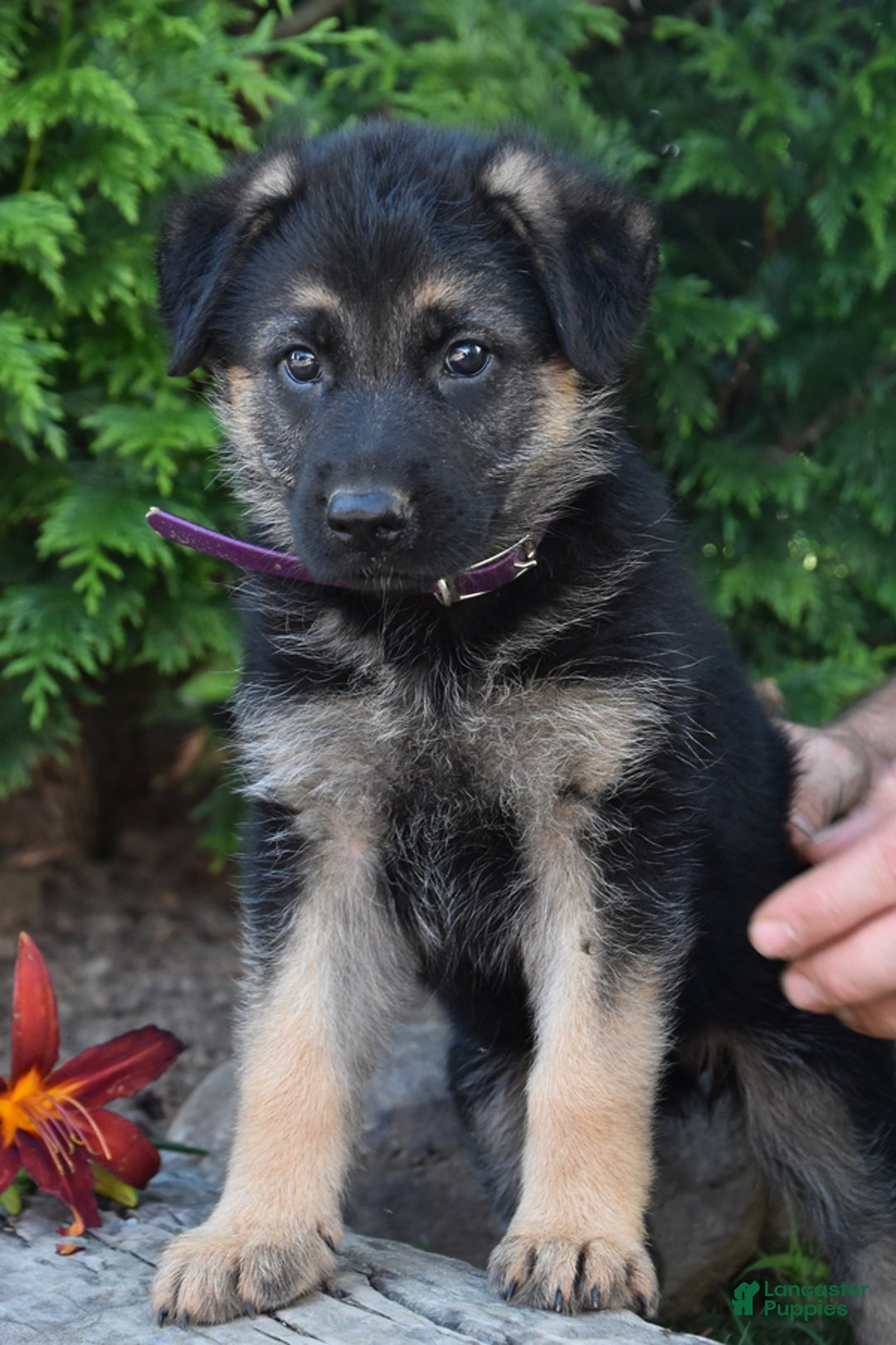 German Shepherd dogs for sale: Michelle - Image 2