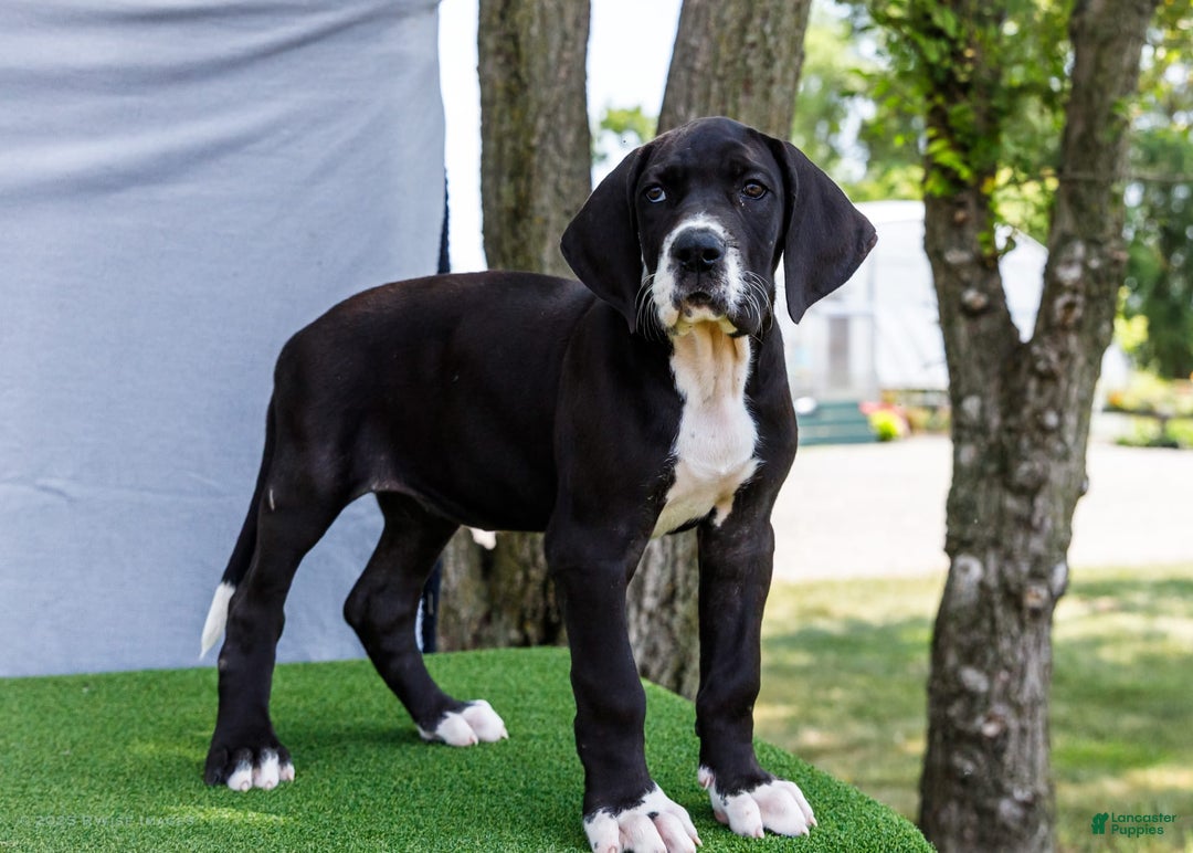 Great Dane dogs for sale: Kathy - Image 4