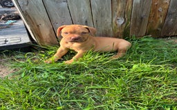 Presa Canario dogs for sale: Ferrari - Image 2