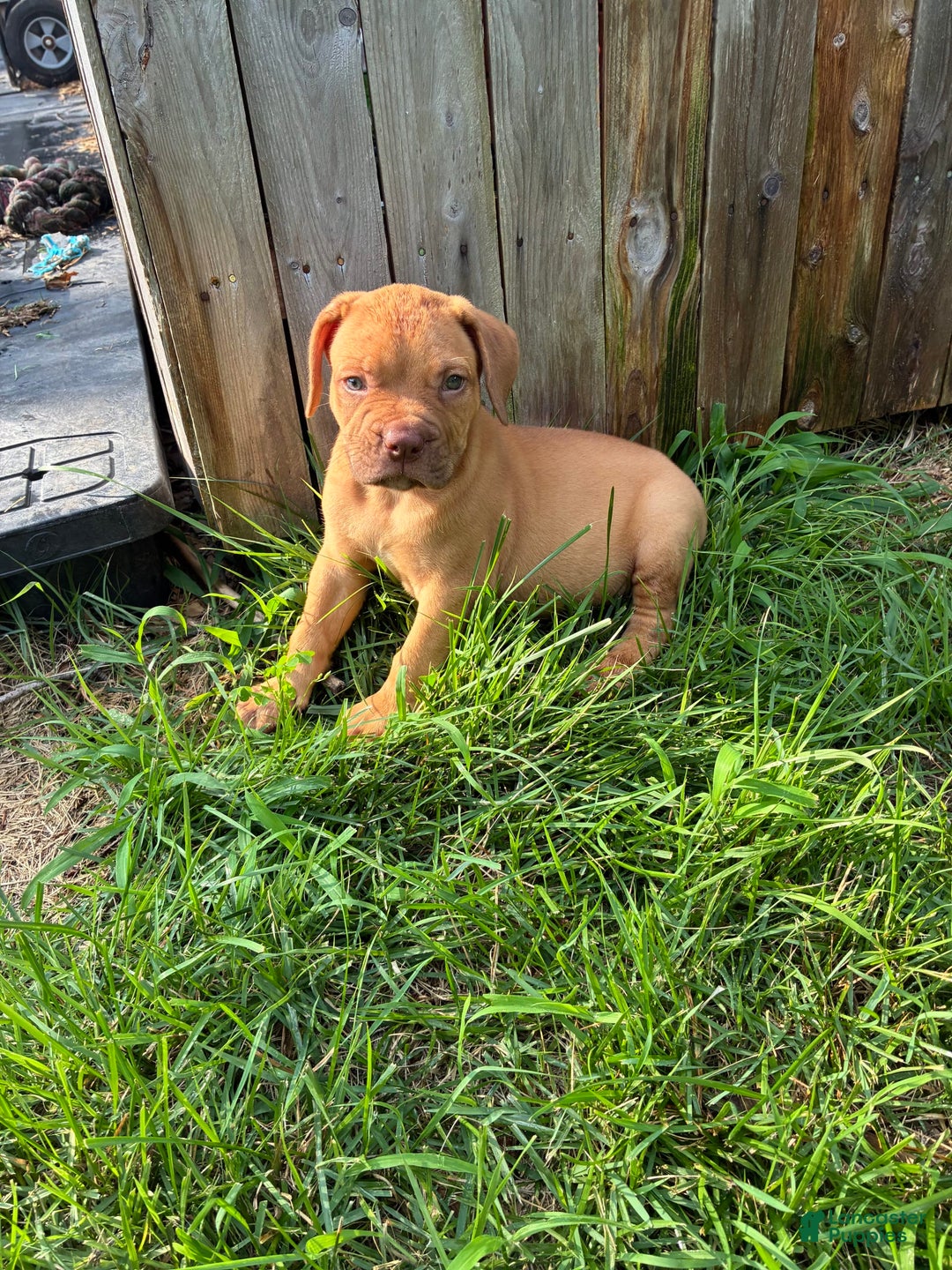 Presa Canario dogs for sale: Ferrari - Image 2