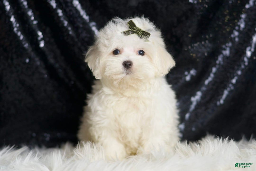 Maltipoo dogs for sale: Maltipoo 3 puppies - Image 8