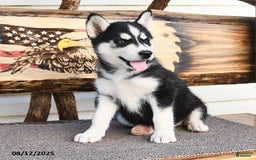 Siberian Husky dogs for sale: Roxanne - Image 5