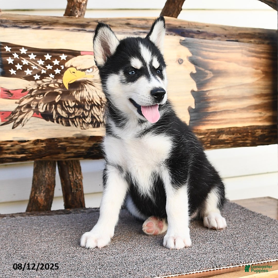 Siberian Husky dogs for sale: Roxanne - Image 5