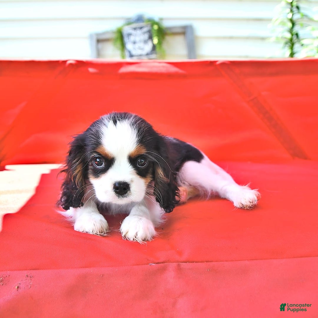 Cavalier King Charles Spaniel dogs for sale: Cody - Image 14