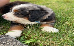 Mini Bernedoodle dogs for sale: Lincoln - Image 5