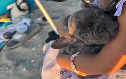 French Bulldog dogs for sale: Rock - Image 5