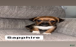 Morkie dogs for sale: Sapphire - Image 1