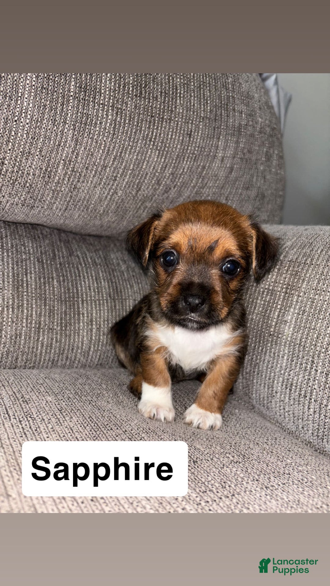 Morkie dogs for sale: Sapphire - Image 1