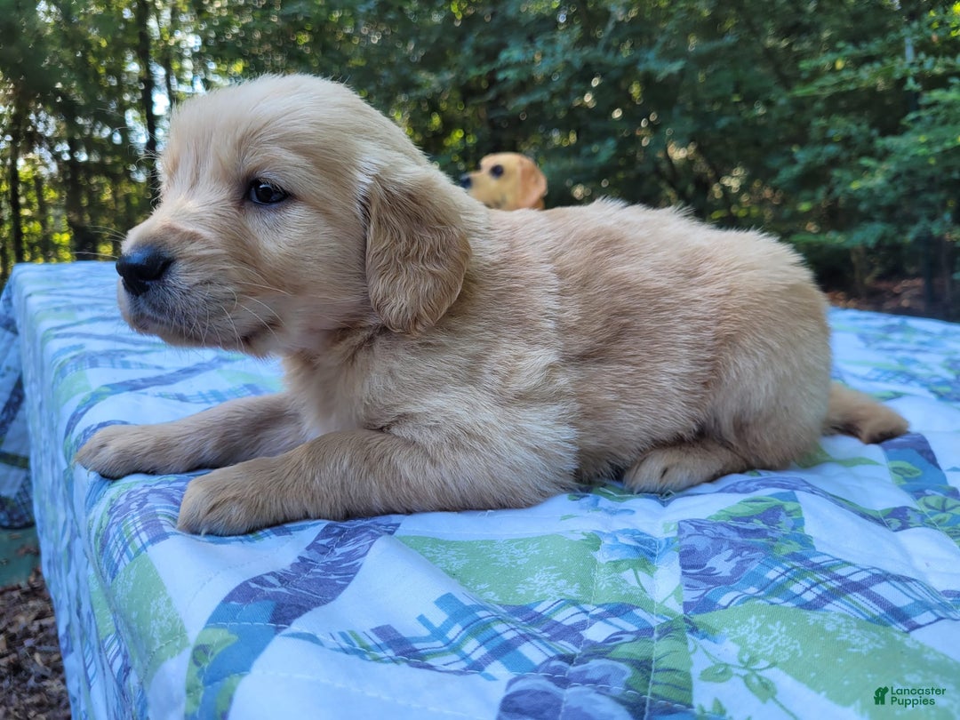 Golden Retriever dogs for sale: SHELLY - Image 4