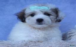 Shihpoo dogs for sale: Hank - Image 14