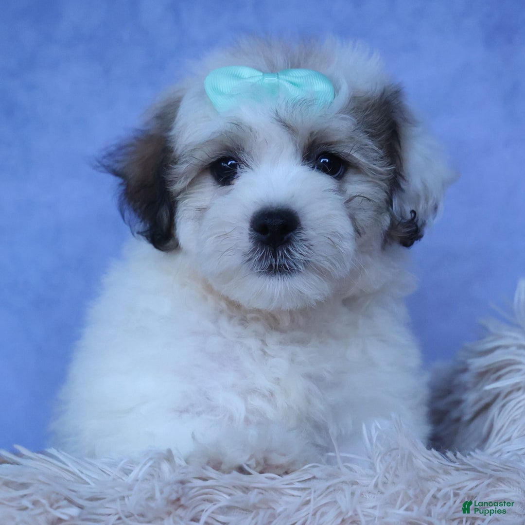 Shihpoo dogs for sale: Hank - Image 14