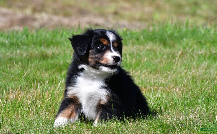 Australian Terrier dogs - Advert 3