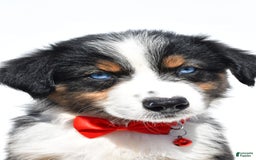Australian Shepherd dogs for sale: Kylo - Image 5