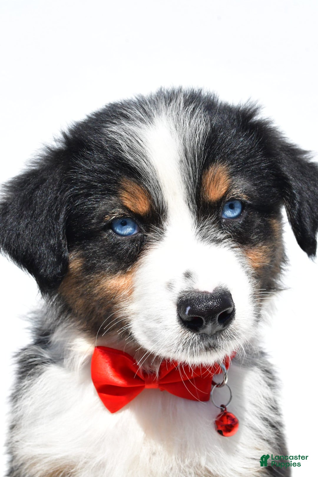 Australian Shepherd dogs for sale: Kylo - Image 5
