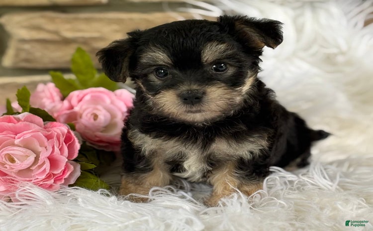 Morkie dogs for sale - Ad 4