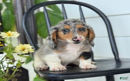 Miniature Dachshund dogs for sale: Miniature Dachshund 7 puppies - Image 1