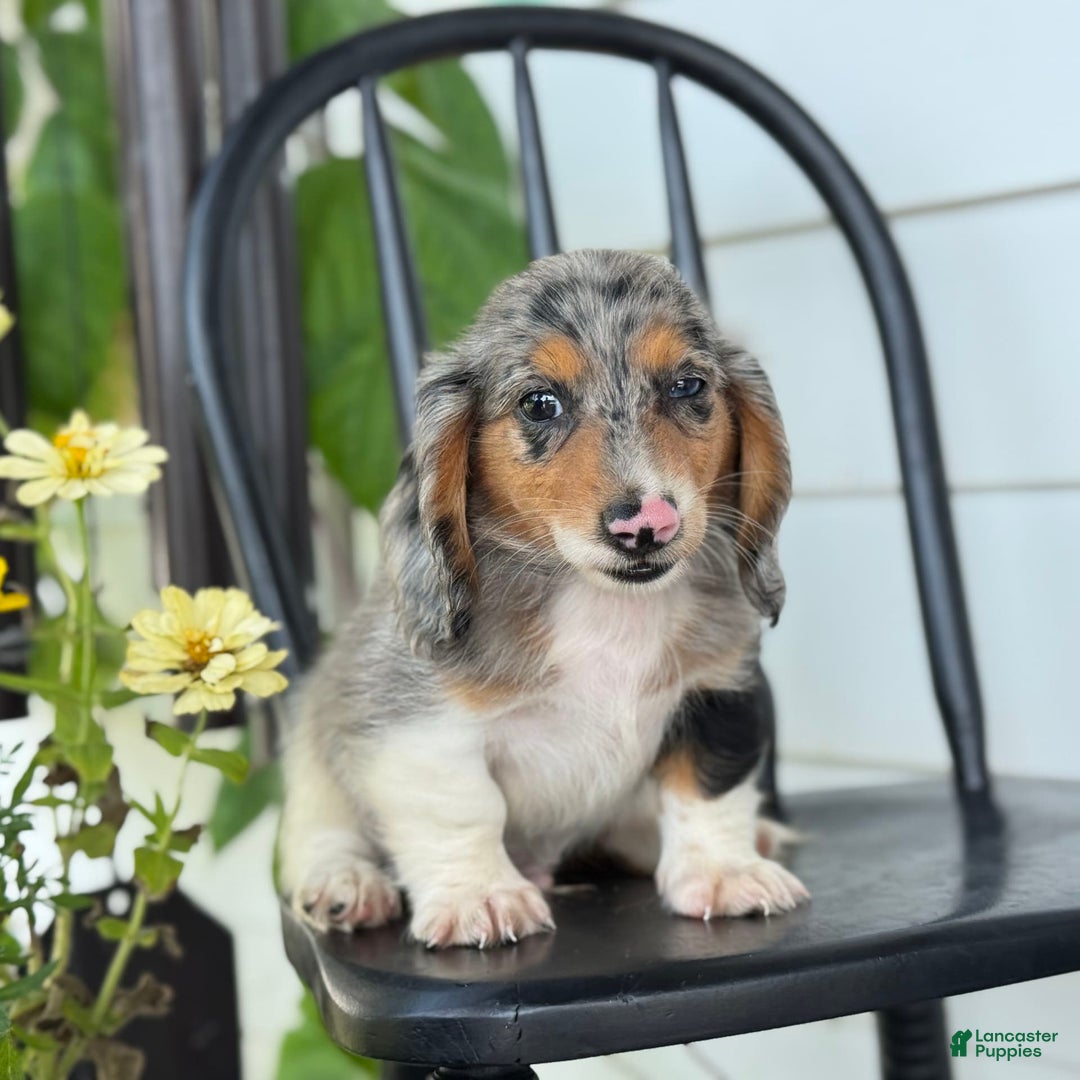 Miniature Dachshund dogs for sale: Miniature Dachshund 7 puppies - Image 1