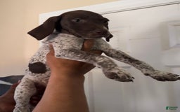 German Shorthaired Pointer dogs for sale: Girl 1 - Image 2