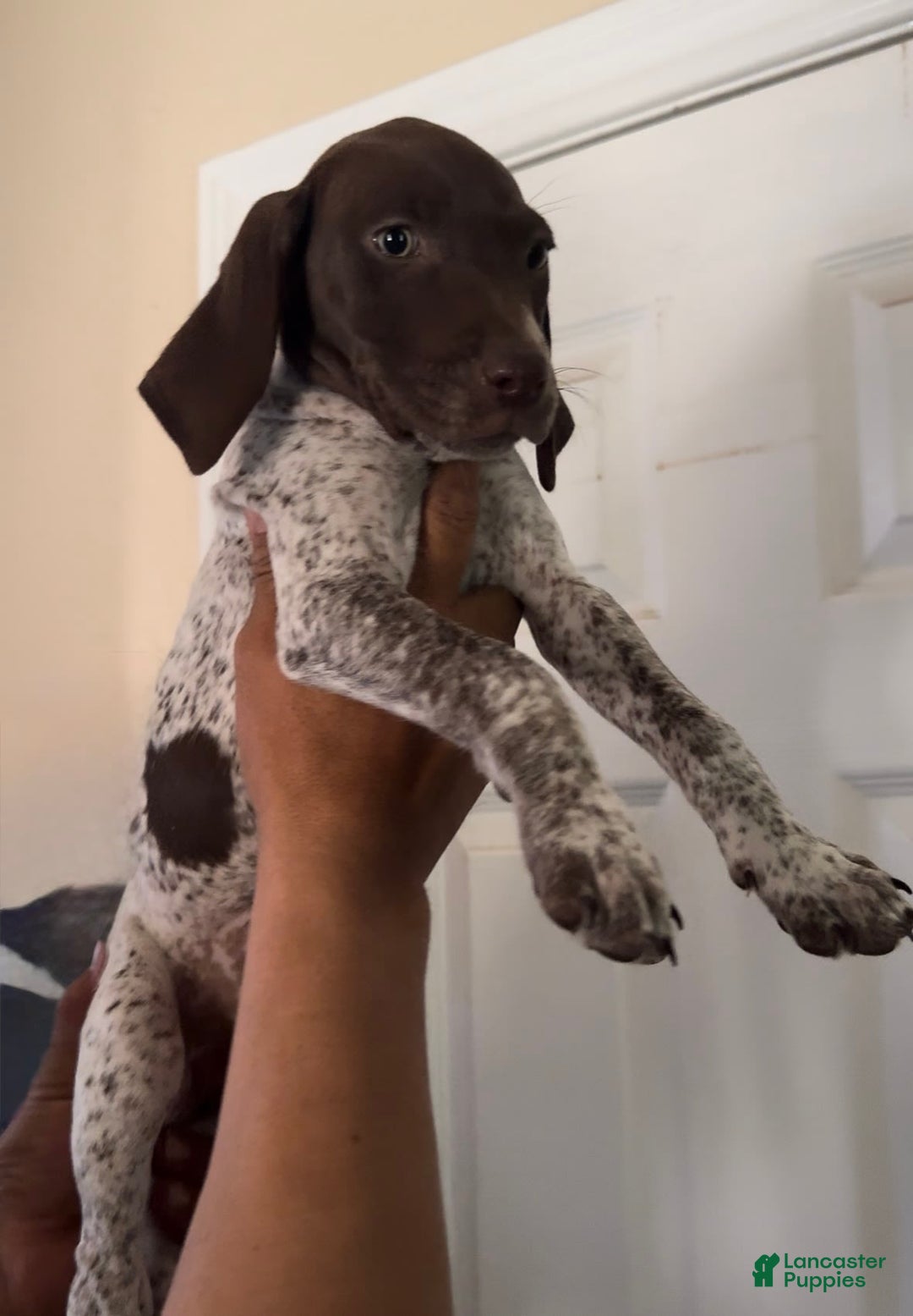 German Shorthaired Pointer dogs for sale: Girl 1 - Image 2