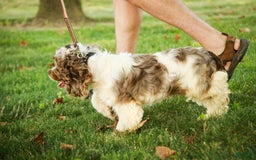 Cocker Spaniel dogs for sale: Beckham - Image 30