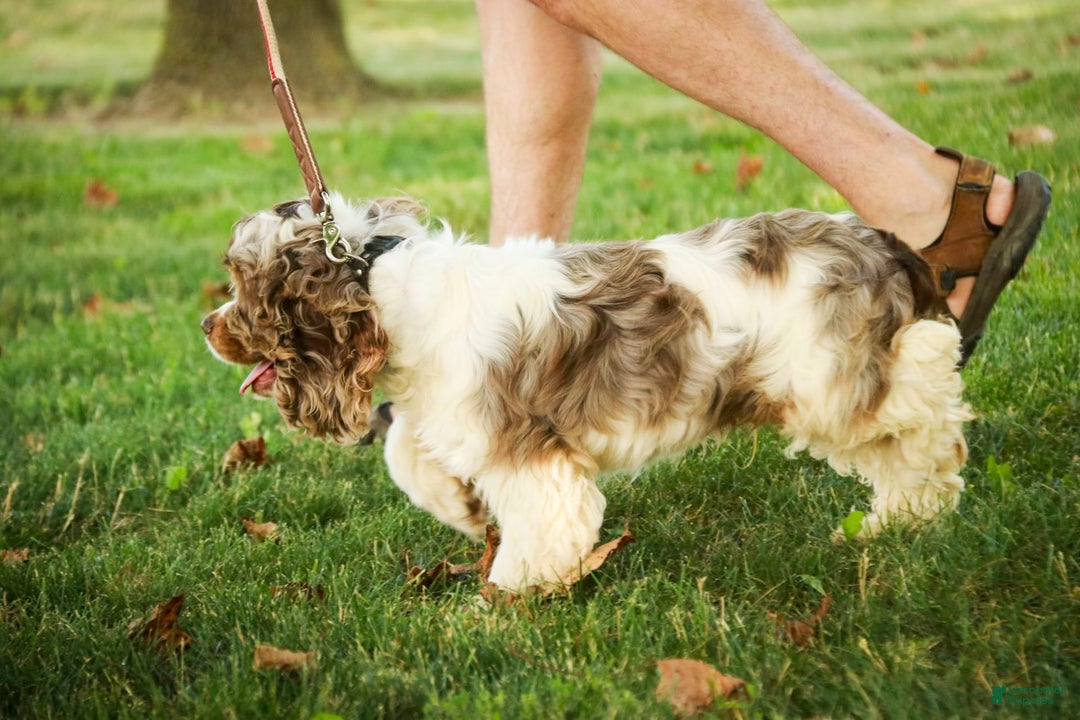 Cocker Spaniel dogs for sale: Beckham - Image 30