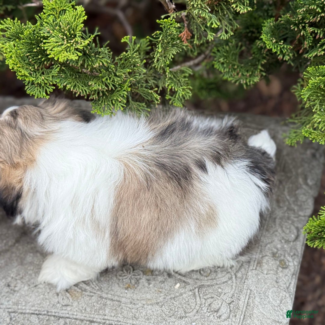 Teddy Bear dogs for sale: Robby - Image 5