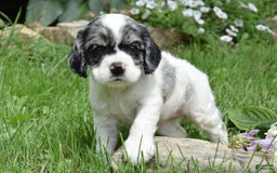 Cocker Spaniel dogs for sale: Tori - Image 2