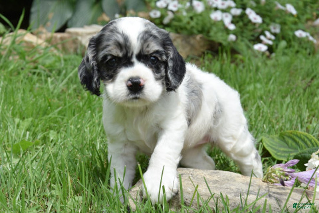Cocker Spaniel dogs for sale: Tori - Image 2