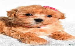 Maltipoo dogs for sale: Penny - Image 3
