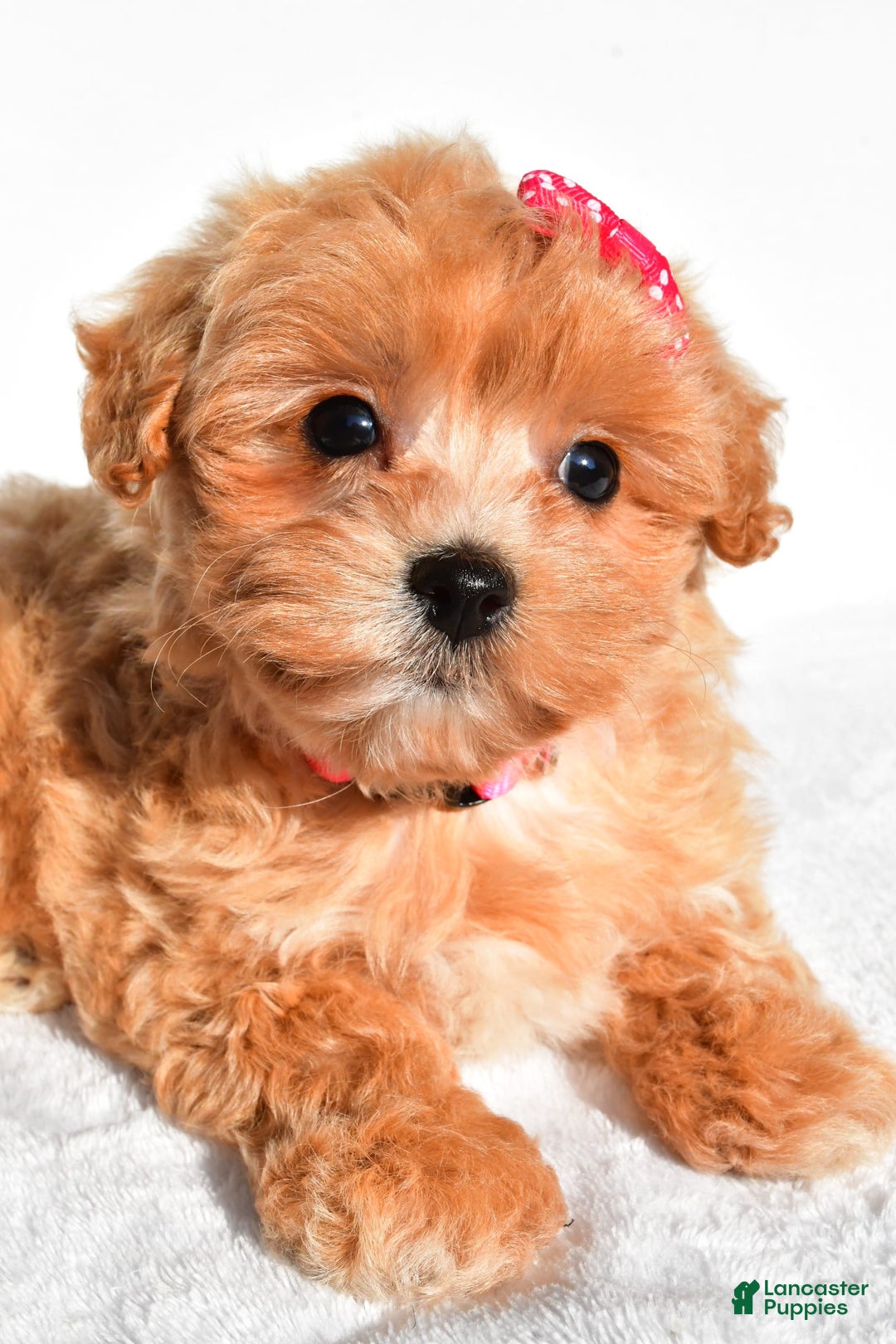 Maltipoo dogs for sale: Penny - Image 3