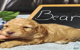 Mini Goldendoodle dogs for sale: Bear - Image 6