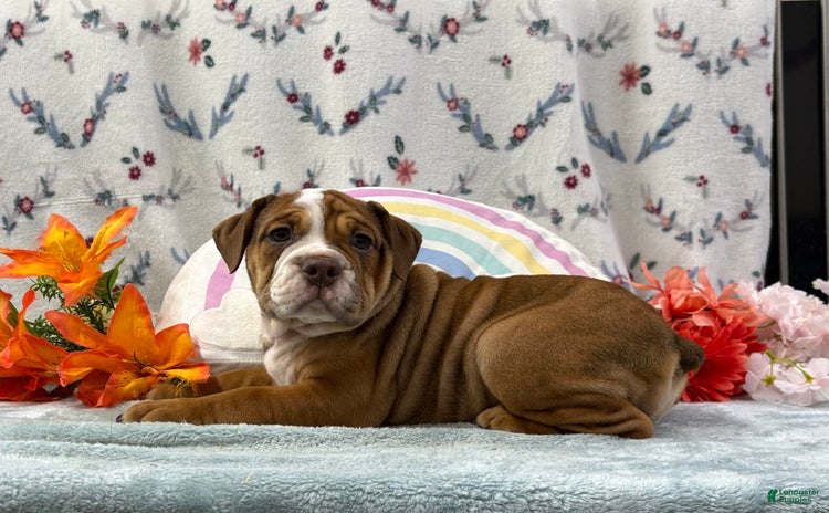 English Bulldog dogs for sale - Ad 5