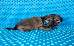 Shih Tzu dogs for sale: Koda - Image 13