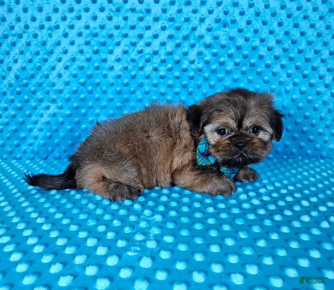 Shih Tzu dogs for sale: Koda - Image 13