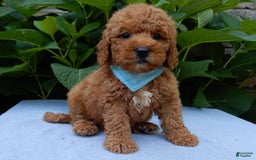 Mini Goldendoodle dogs for sale: Gradie - Image 8