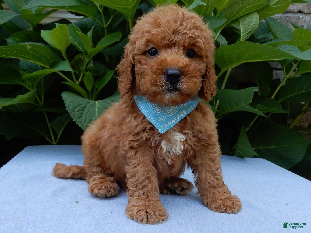 Mini Goldendoodle dogs for sale: Gradie - Image 8