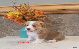 Welsh Corgi Pembroke dogs for sale: Tyson - Image 8