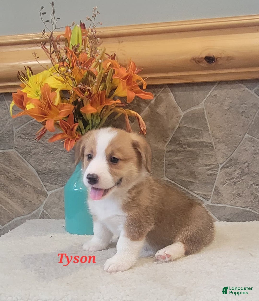 Welsh Corgi Pembroke dogs for sale: Tyson - Image 8
