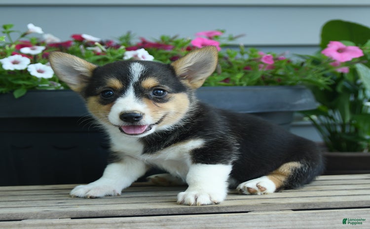 Welsh Corgi Pembroke dogs - Advert 16
