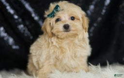 Maltipoo dogs for sale: Maltipoo 4 puppies - Image 9