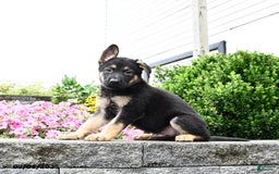 German Shepherd dogs for sale: Scout - Image 4