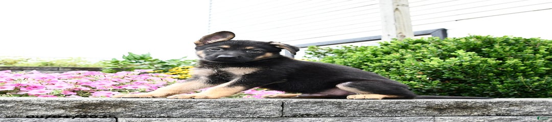 Scout