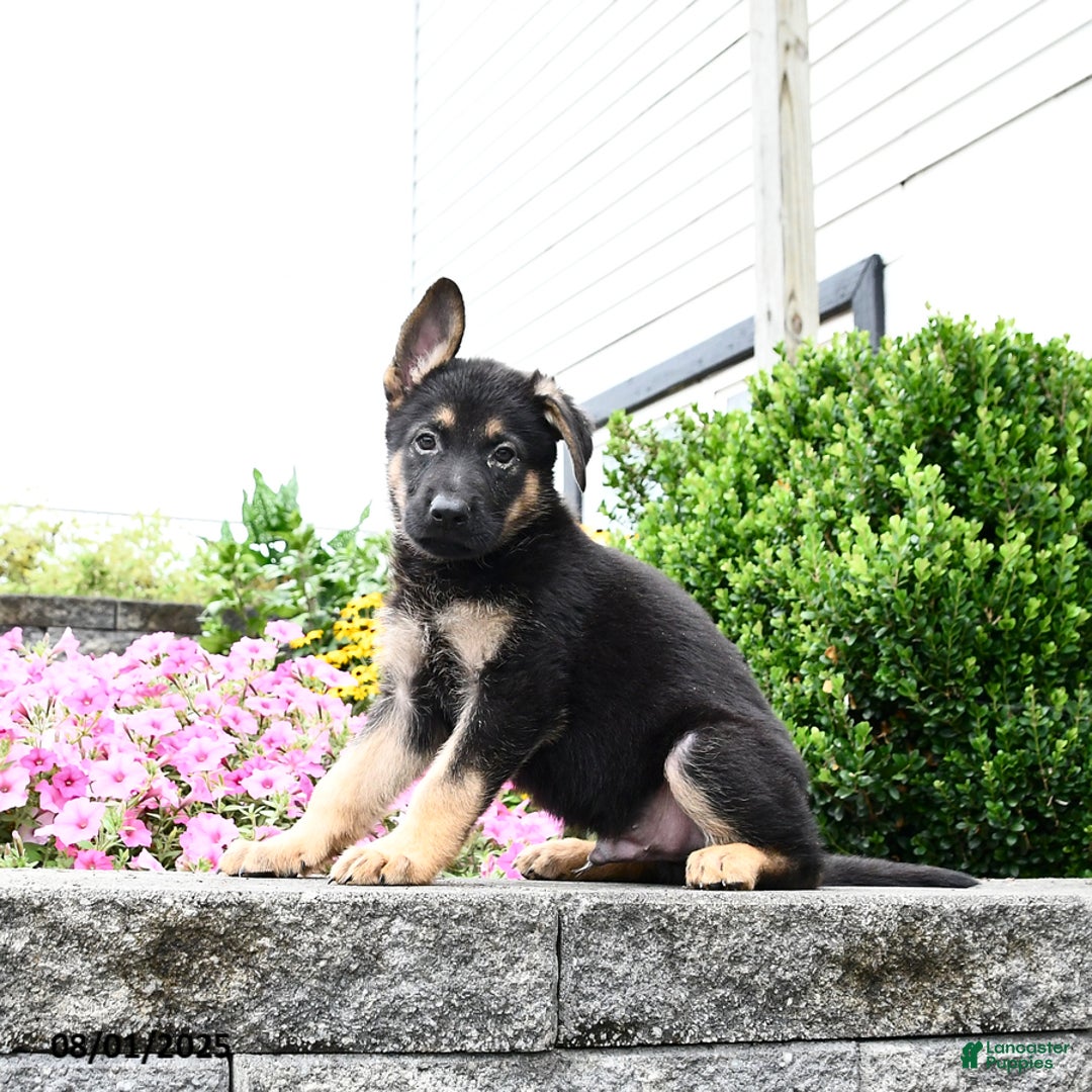German Shepherd dogs for sale: Scout - Image 4