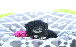 Toy Poodle dogs for sale: Kobey - Image 9