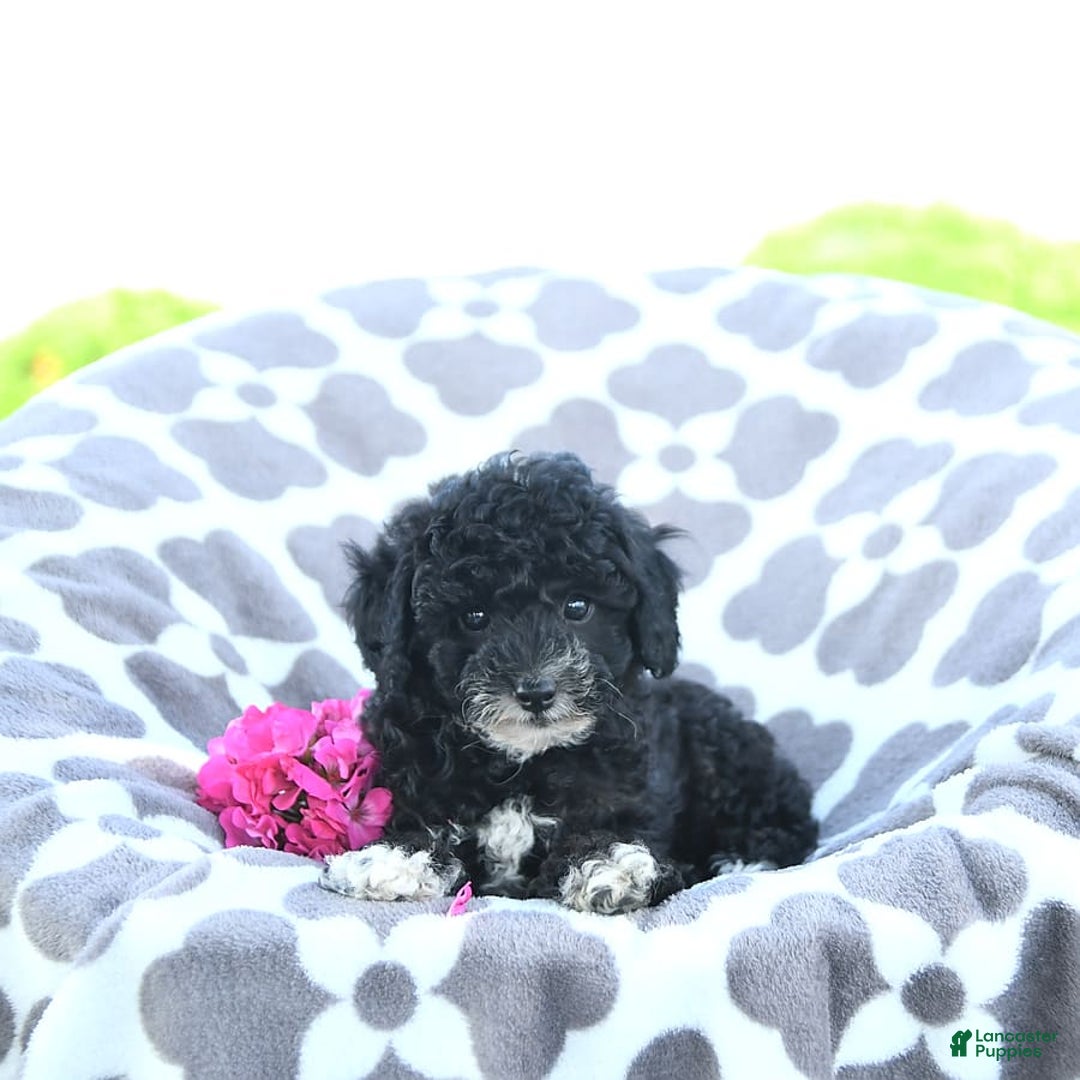 Toy Poodle dogs for sale: Kobey - Image 9