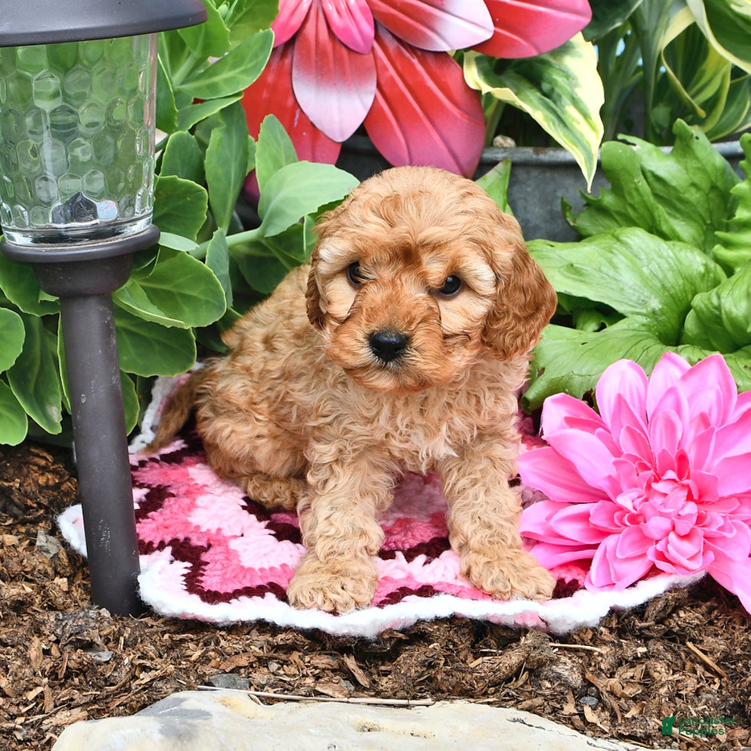 Cavapoo dogs for sale: Faith - Image 4