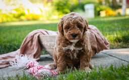 Miniature Poodle dogs for sale: Jagger - Image 5
