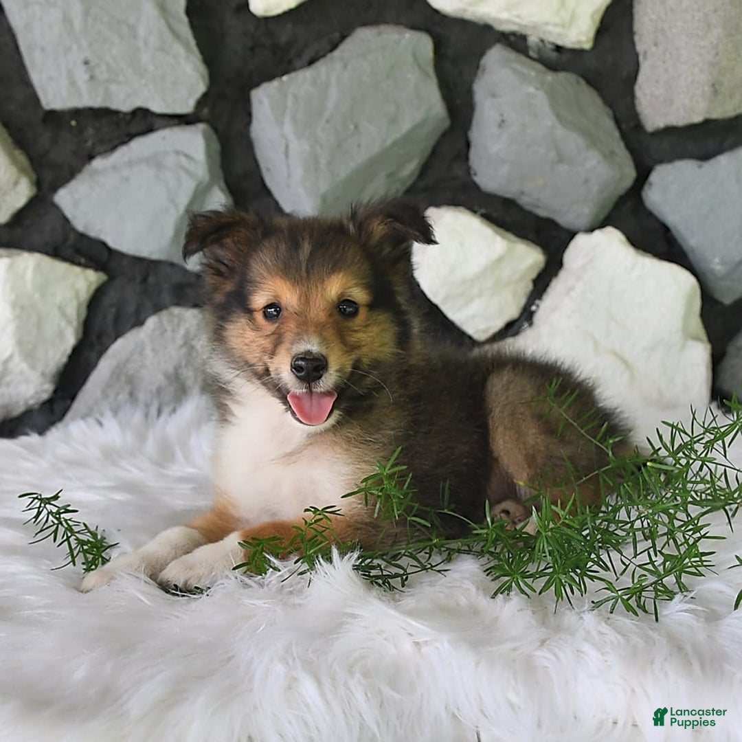 Shetland Sheepdog dogs for sale: Buddy - Image 4