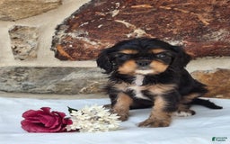 Cavalier King Charles Spaniel dogs for sale: Sweetie - Image 4