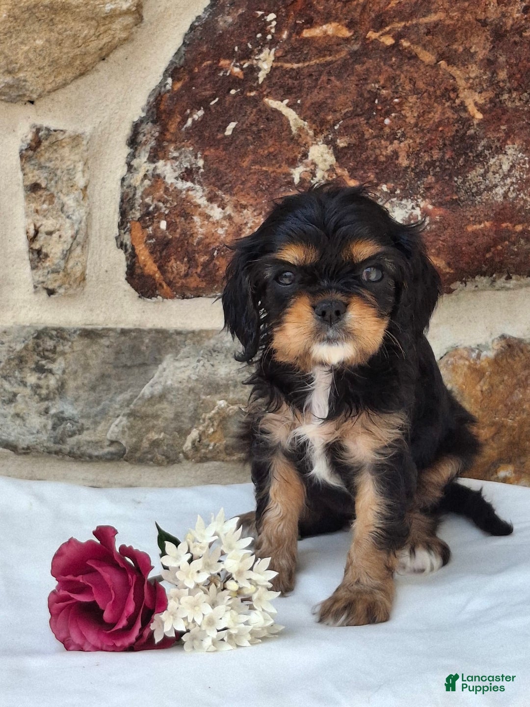 Cavalier King Charles Spaniel dogs for sale: Sweetie - Image 4